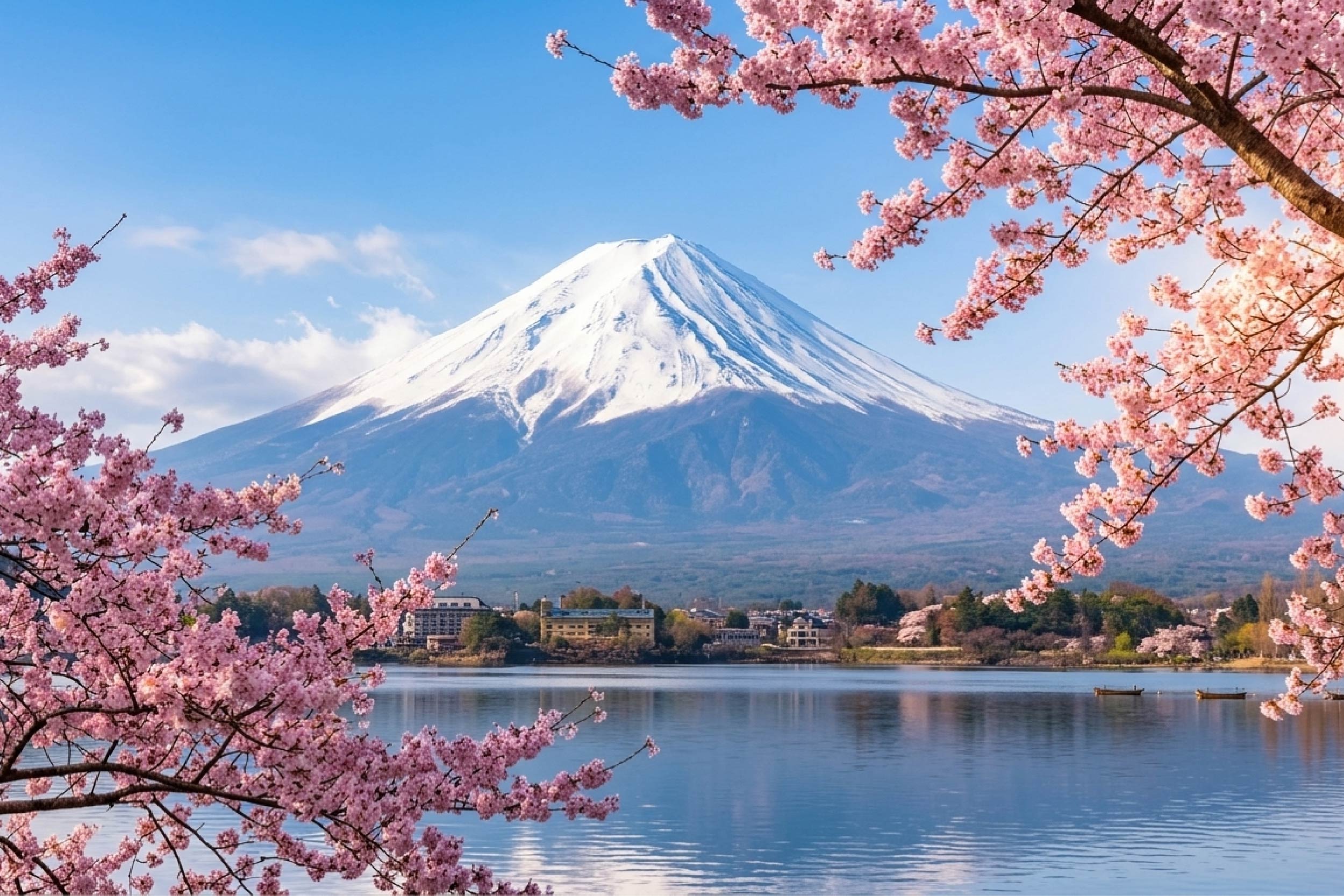 富士山樱花